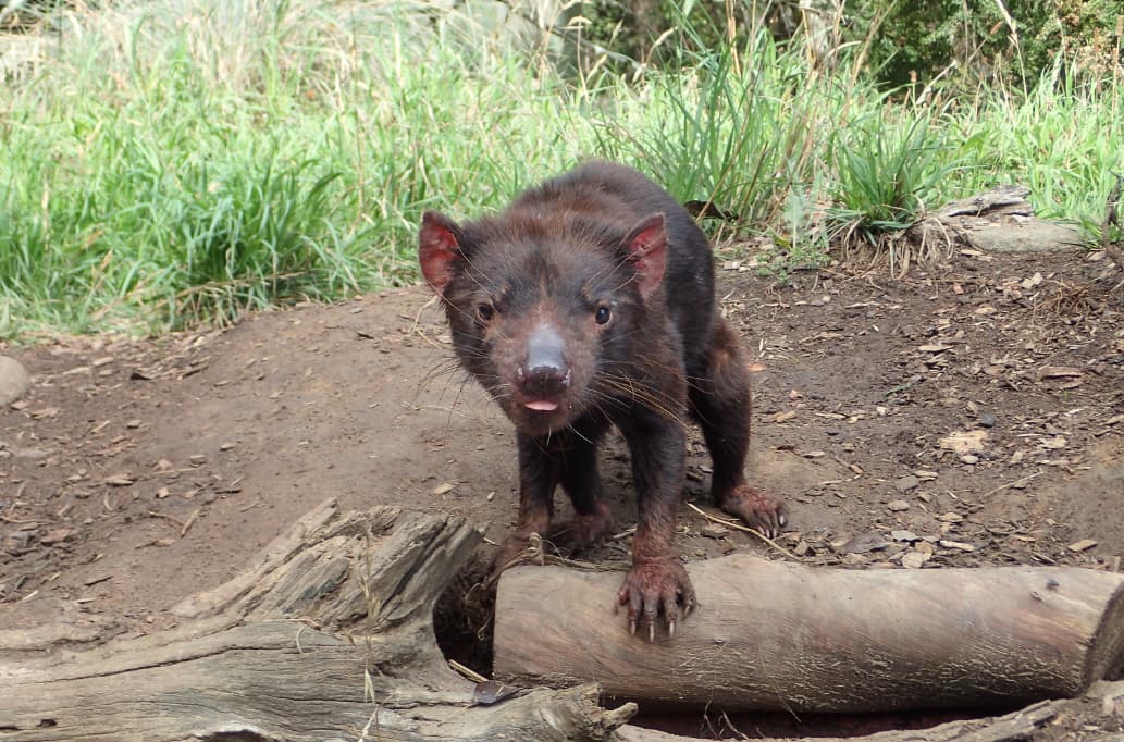 Saving the tassie devils with machine learning